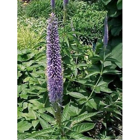 Véronique 'Temptation' Godet de 8/9 cm (1/2)