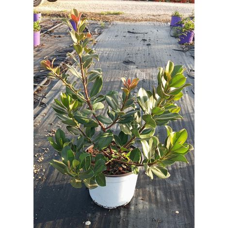 Rhaphiolepis Blanc Pot 18 cm Arbuste Persistant à Fleurs d'Extérieur (1/3)