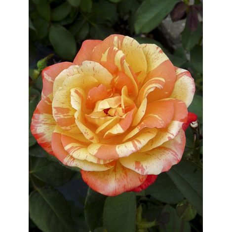 Rosier 'André Willemse' Pot de 4L/5L