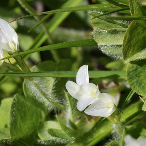 Erdklee (Trifolium subterraneum) 25 kg Bodendecker Gründüngung
