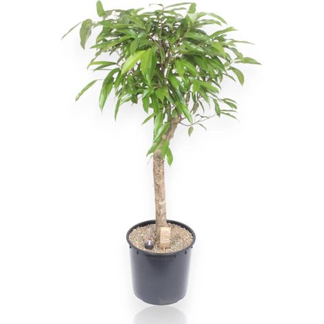 Gardenaria Ficus binnendijkii 'Amstel king' - Pianta da interno ornamentale - Altezza: 130 cm (vaso 30) (1/5)