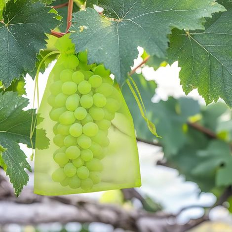 50 Pièces 20x30cm Sachet Protection Raisin, Sachet Protection Fruits Verts avec Cordon, Sac Aéré de Protection pour Les Fruits,Sac Transparent Organza, Empêcher Guêpes Drosophile Oiseaux (1/5)