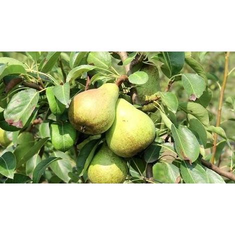 1 plant /tree (approx 1m) - Pero gentile(Pyrus communis) pear