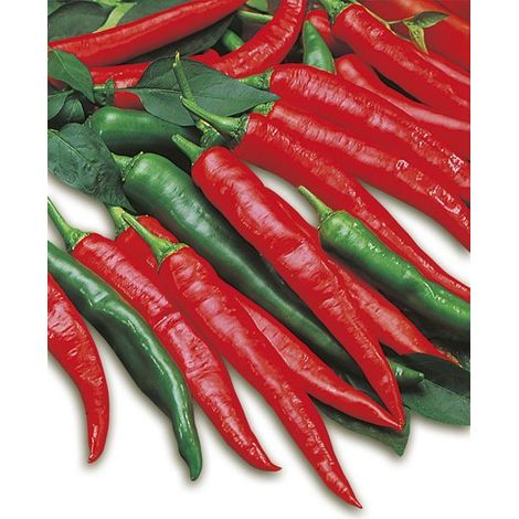 1 PIANTA DI PEPERONCINO PICCANTE LUNGO IN VASO D10CM (1/2)