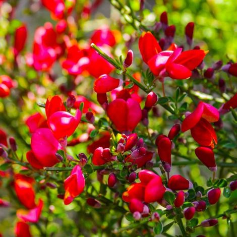 Pépinières Naudet – Genêt à balais 'Boskoop Ruby' – Fleurs rouges – Hauteur à maturité < 1m – Rusticité jusqu'à -10°C – Caduc – Exposition ensoleillée