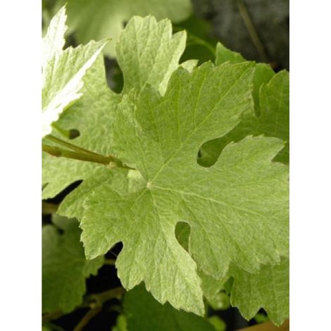 Vigne 'Incana' Pot de 1,5L/2L (1/2)