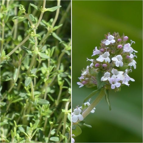 Planta de Thymbra Capitata. Tomillo Andaluz Aceitunero
