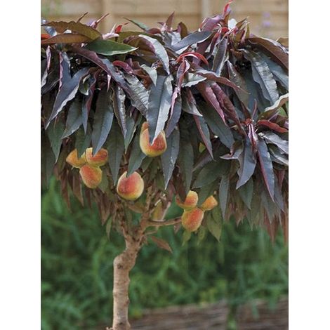 Pêcher 'Nain Crimson Bonfire' Pot de 6L/7L, Nain, Tige de 40 cm (1/4)