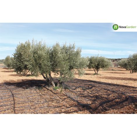 Manto recogida de frutos como la aceituna u otros negro 5x14m (1/2)