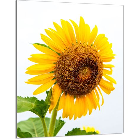 Glasschneidebrett 40x52 Blume