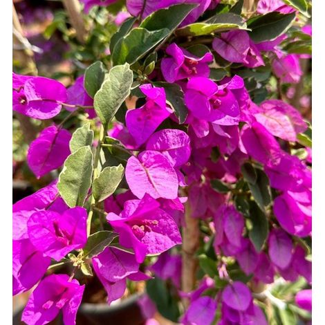 Bougainvillea 3 cuttings purple
