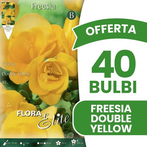 OFFERTA 40 BULBI FREESIA DOUBLE YELLOW BULBS BULBES
