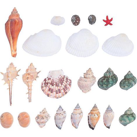 1 Stück Muscheldekoration (1/3)