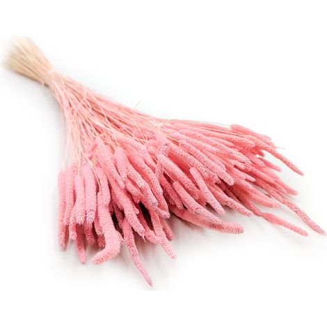 Getrocknetes Gras – Wiesenlieschgras (Phleum) – Rosa (1/5)