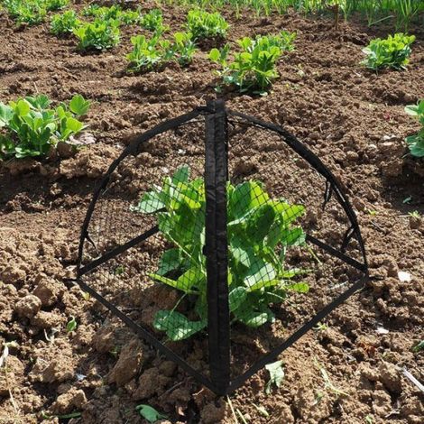 Protection Fraisiers - Cage Protection Plantes 56 x 56 x 56 cm - Anti-animaux Jardin Extérieur - 1 Pièce (1/5)
