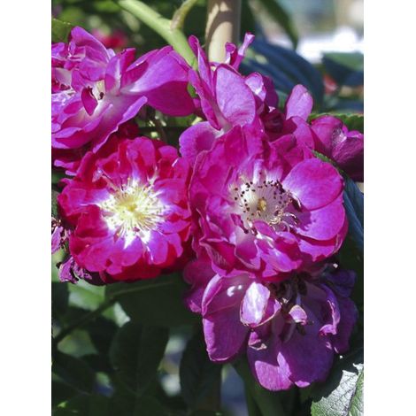 Rosier 'Perennial Blue' Pot de 4L/5L (1/3)
