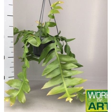 Gardenaria Epiphyllum chrysocardium - Pianta da interno ornamentale - Altezza: 22 cm (vaso 12) (1/5)