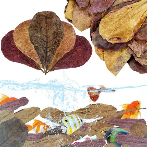 50 paquets de grandes feuilles d'olivier pour un cadre naturel (1/3)