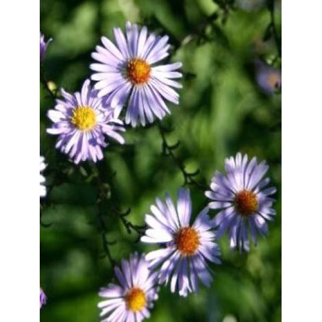 Aster laevis 'Calliope' Godet de 8/9 cm (1/3)