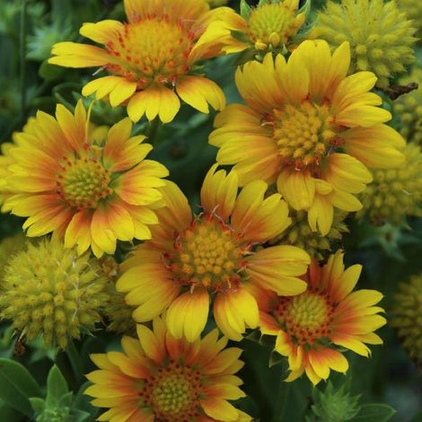 Gaillarde aristée Arizona Apricot/Godet - 5/20 cm