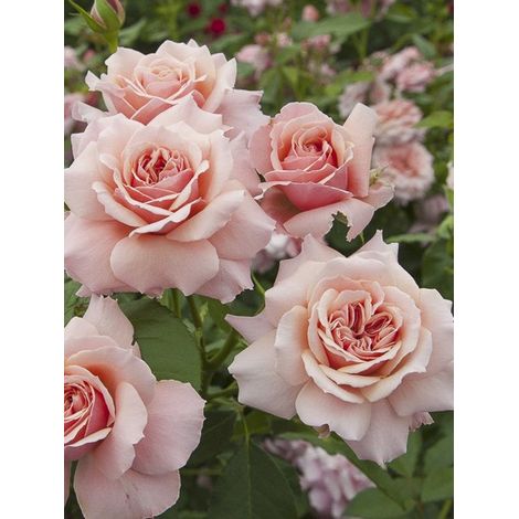 Rosier 'Botticelli' Pot de 2L/3L