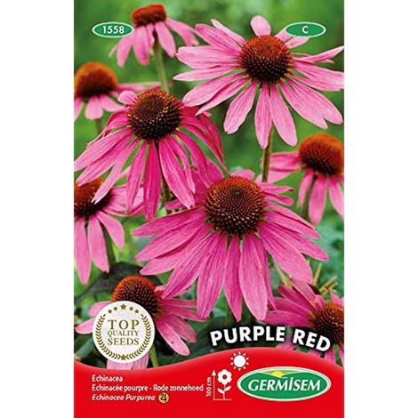 Graines Echinacée pourpre (1/2)