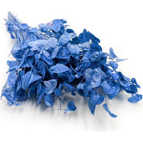 Fleur de lune (Lunaria séchée) - Bleue