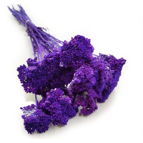 Getrocknete Schafgarbe (Achillea) – Lila (1/4)