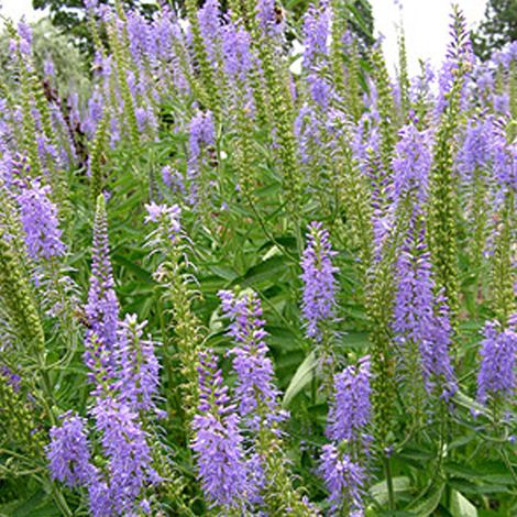 4 x Véronique en épis - Veronica spicata  - godet 9x9 cm
