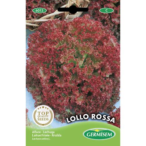 graines Laitue frisée LOLLO ROSSA