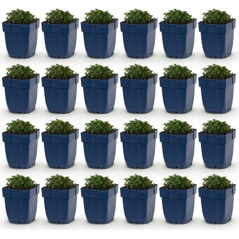 Campanule Portenschlagiana Vivace Couvre-sol Rose pour Jardin et Rocaille Lot de 24 - PANGIVO (1/5)