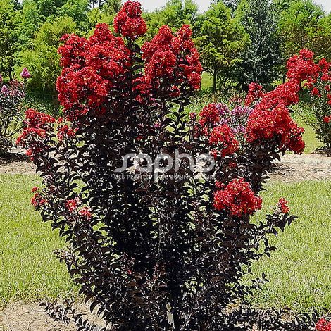 Lilas des Indes Black Diamond® Red Hot™, Lagerstroemia/Pot de 7,5L - 60/80 cm