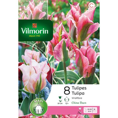 Vilmorin Tulipe Viridiflora China Town (x8) (1/3)