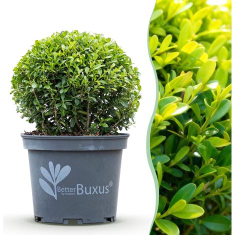 Buis en Boule Skylight Résistant aux Maladies et Pyrale Vert Ø 25 cm - 1 Plante - PANGIVO (1/5)