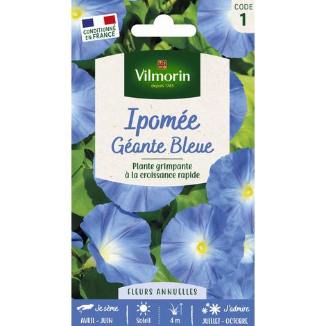 Vilmorin – Ipomée grande fleur bleue – Graines de fleurs – Période de semis : printemps – Exposition : soleil – Couleur : bleu clair (1/3)