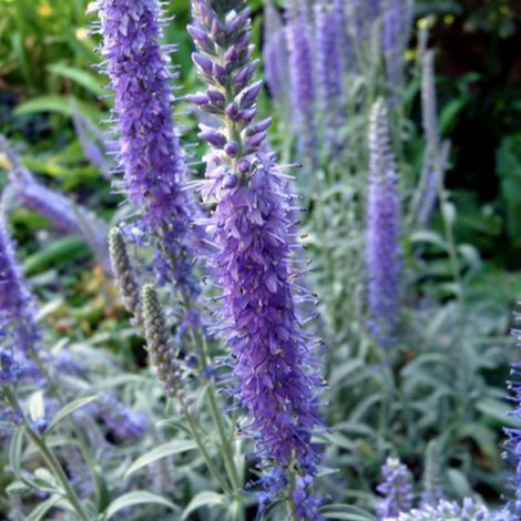 4 x Véronique en épis  - Veronica spicata 'Incana'  - godet 9x9 (1/5)