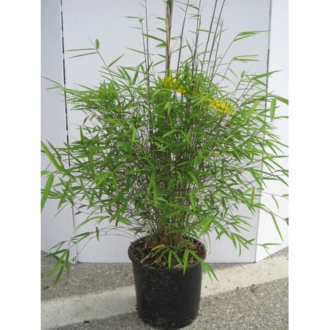 Gardenaria Fargesia - Fargesia angustissima - Bambù ornamentale da esterno - Altezza: 50/80 cm (vaso 18) (1/2)