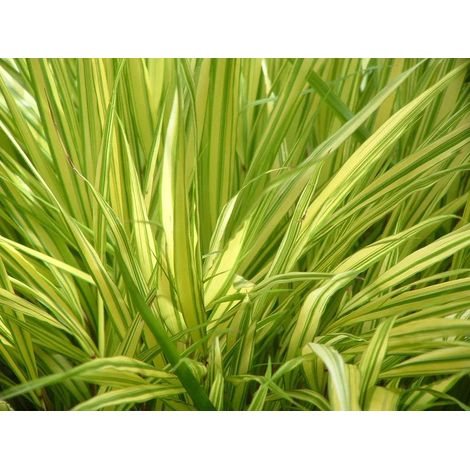 Gardenaria Hakonechloa macra 'Aureola' - Graminacea ornamentale da esterno - Altezza: 40 cm (vaso 17) (1/2)