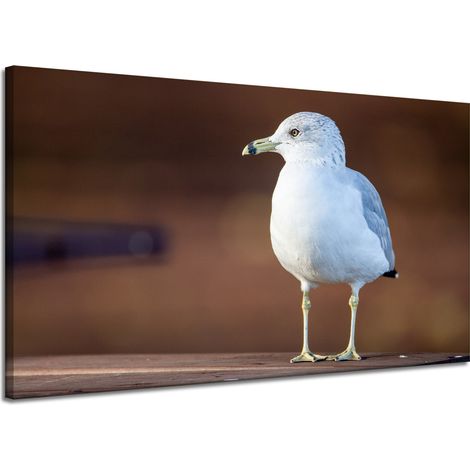 Leinwanddruck Tiere Weiße Möwe 120x70 cm