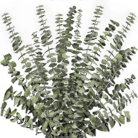12 branches d'eucalyptus séchées de 43 cm (17 pouces) - 100 tiges de verdure naturelle pour la décoration intérieure et les compositions florales (1/5)