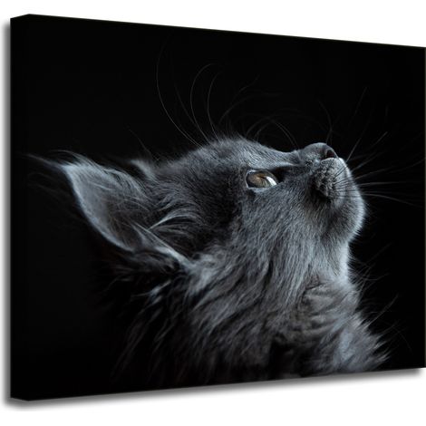 Leinwanddruck Tiere Perserkatze 50x40 cm