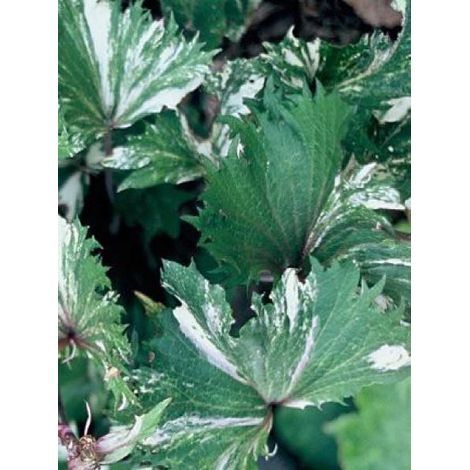 Ligulaire 'Osiris Fantasie' Godet de 8/9 cm (1/4)