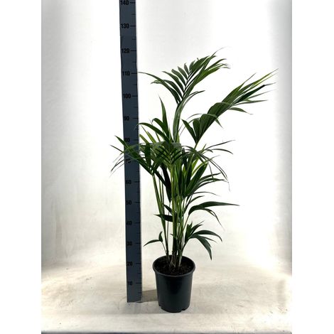 Palmier Kentia Howea Forsteriana Plante d'Intérieur Naturelle Pot Ø21 cm Hauteur 110 cm - PANGIVO