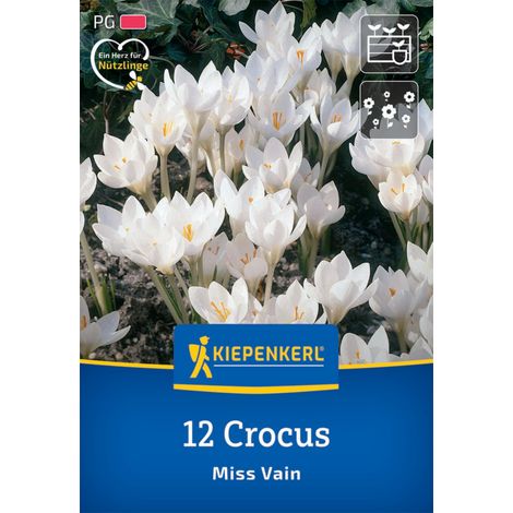 Kiepenkerl Herbstblumenzwiebel Krokus Miss Vain 12 Pflanzen (1/2)
