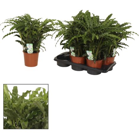 Calathea Bluegrass - Plante d'Intérieur Décorative - Feuillage Vert et Violet - Ø17cm H65cm - PANGIVO
