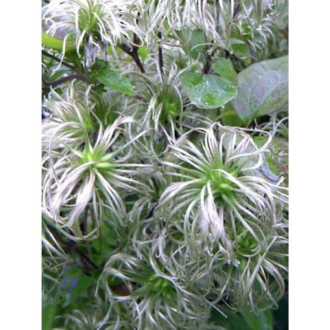 Clématite integrifolia 'Fascination® ' Pot de 2L/3L