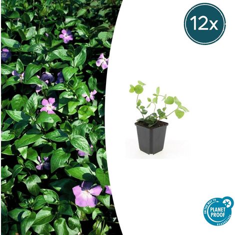 Lot de 12 Vinca Major - Grande Pervenche Couvre-sol Persistant Fleurs Bleues - 10-25 cm Ø 9 cm - PANGIVO (1/5)
