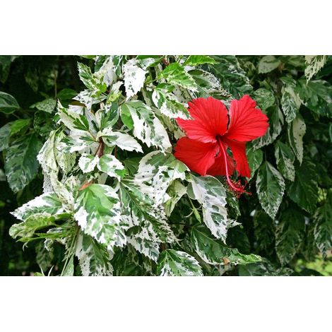 Hibiscus rosa-sinensis 'Cooperi Rose Flake' Hibiscus variegato vaso 24cm (1/2)