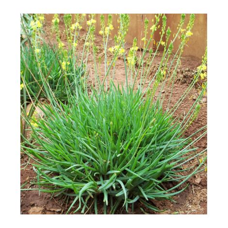 Bulbine frutescens fiore di serpente vaso 15cm foto reali (1/4)