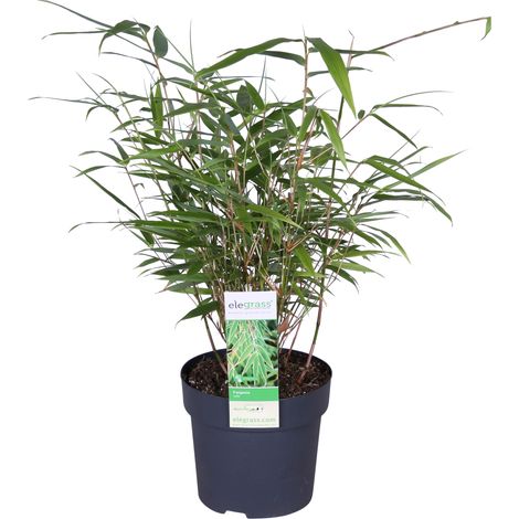 Bloomique - Fargesia rufa - Bambou non traçant - Persistant - Plantes de jardin - Rustique - 20-30 cm de haut - Pot 10 cm